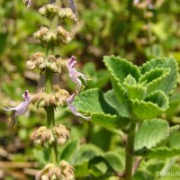 Coleus amboinicus Lour.